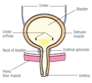 Understanding Your Bladder and What Leads to Bladder Control Problems
